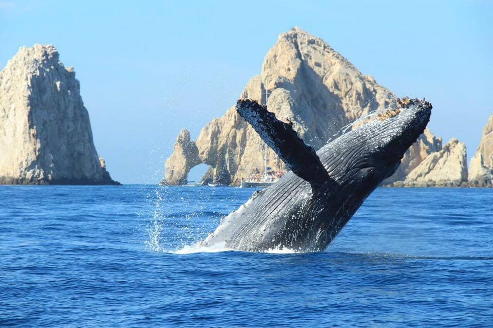 Whale Watching in Cabo San Lucas: Season, Species & Insider Tips